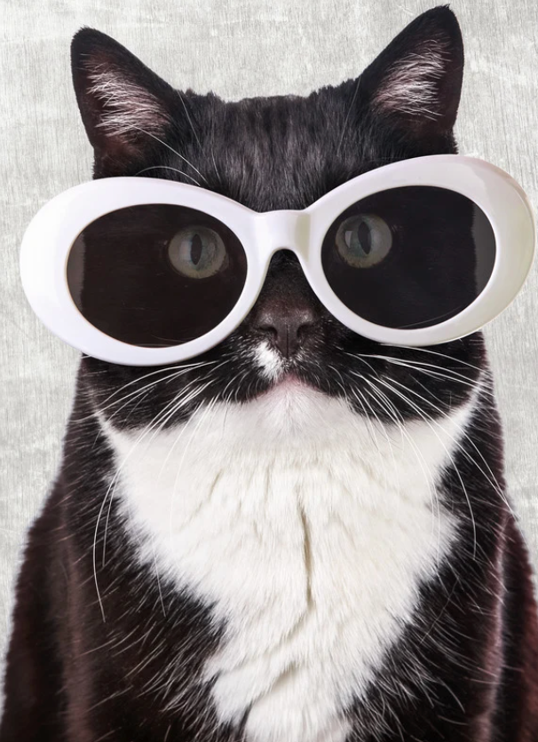 Cool Tuxedo Cat with Sunglasses Notebook